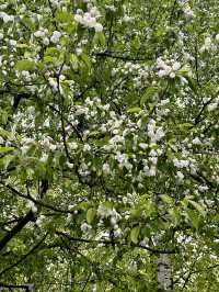 Blooming next to the Kremlin