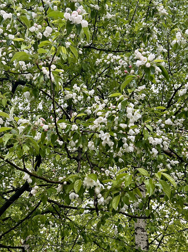 Blooming next to the Kremlin