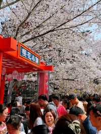 Wuxi’s Cherry Blossom Forest – What a Find!!