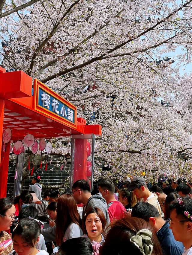 Wuxi’s Cherry Blossom Forest – What a Find!!
