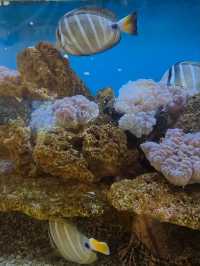 A Fascinating Visit to the Oceanographic Museum in Nha Trang