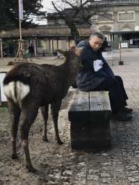 Nara Park in Winter 🦌❄️☃️