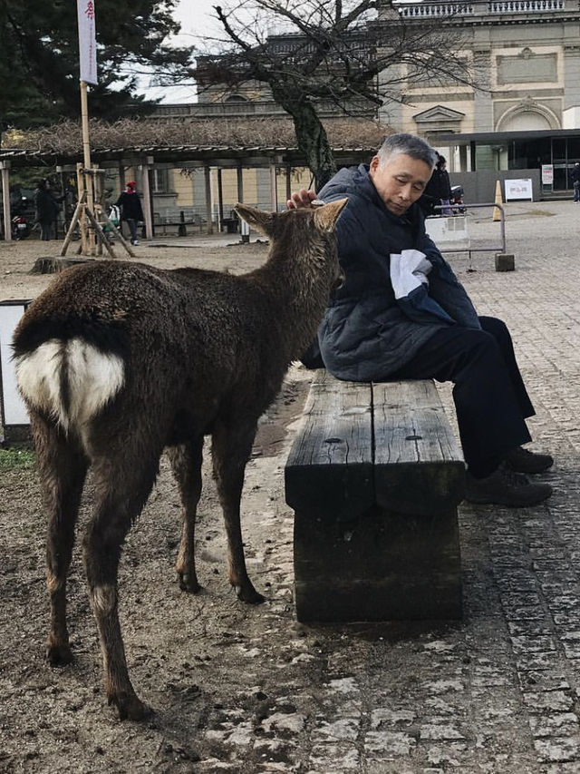 Nara Park in Winter 🦌❄️☃️