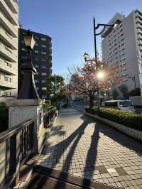 Exploring Tokyo & Kyoto means diving deep into centuries