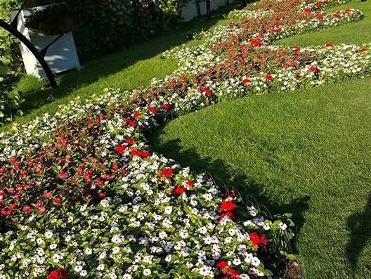 Where Dreams Bloom: Dubai Miracle Garden 🇦🇪