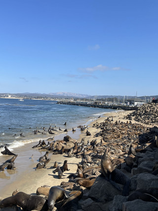The Day the Sea Lions Stole Monterey's Show 🦭🌊