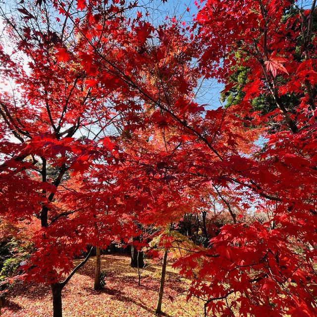日本枫叶季