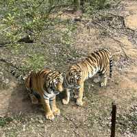 China’s first ever Zoo with uncaged animals🫢