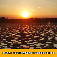 大生圍期間限定｜火星魚塘🐟