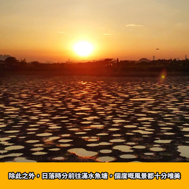 大生圍期間限定｜火星魚塘🐟