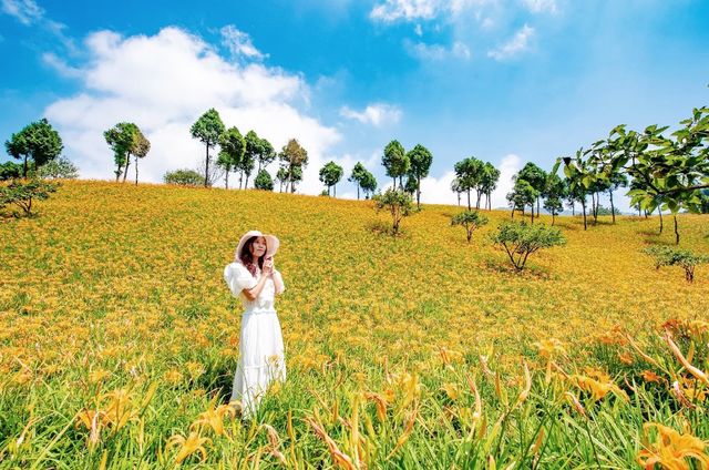 台灣赤科山金針花海🌼