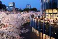 Recommend two Japanese cherry blossom viewing spots.