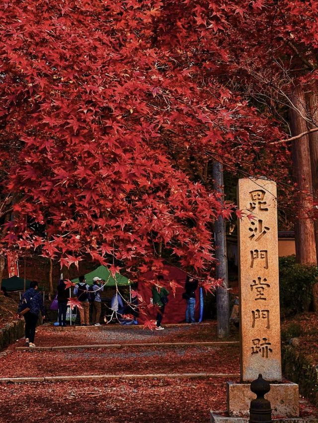 Enjoy Japan’s Autumn Leaves 🍁🍂