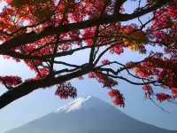 🌸 Exploring Hakone - A Once-in-a-Lifetime Adventure! 🗻