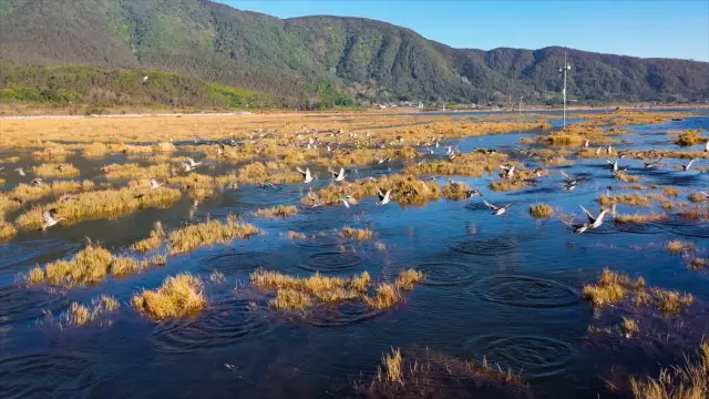 観鳥の聖地、冬の静寂な美しさ：腾冲北海湿地