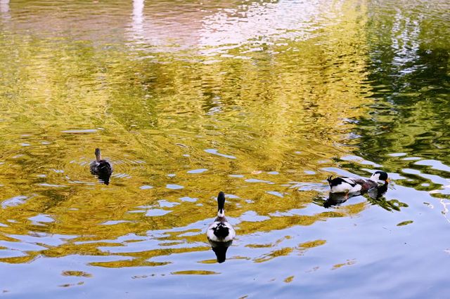 魯迅公園