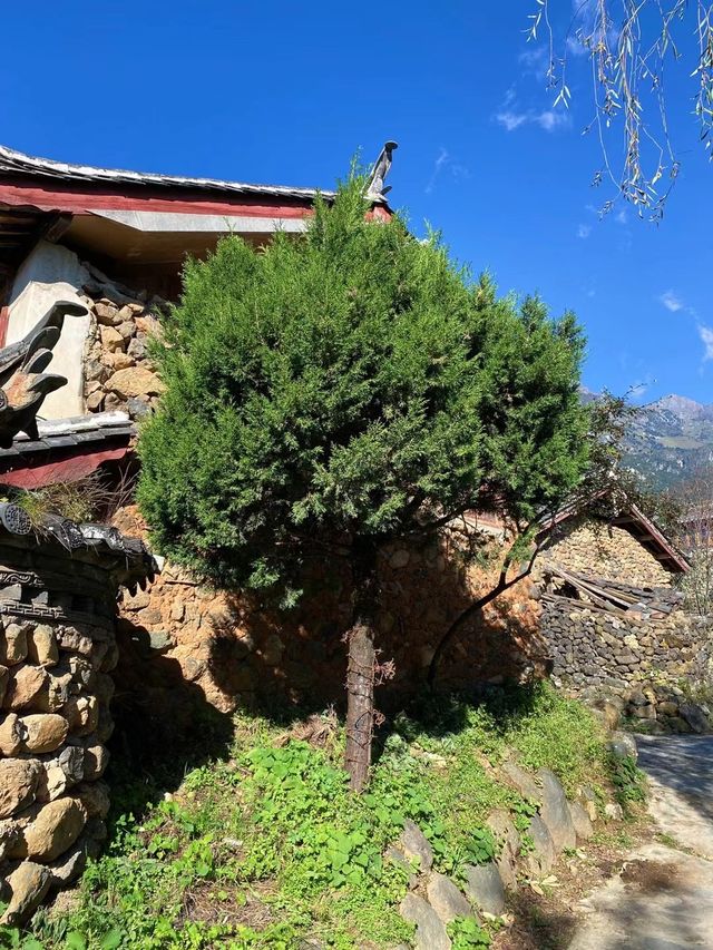 雲南麗江玉湖村｜玉龍雪山腳下千年古村落