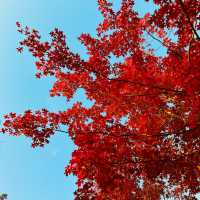 2023 Best Autumn trip in Shanghai