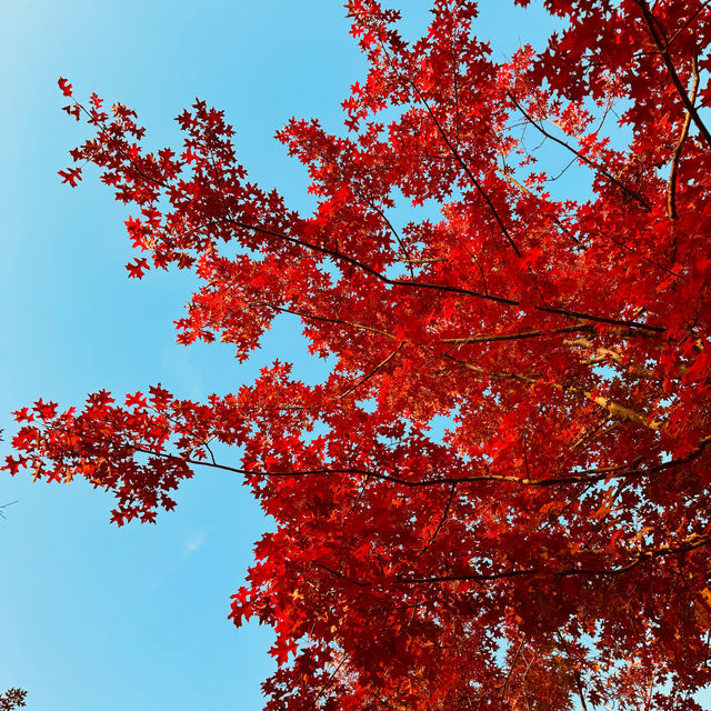 2023 Best Autumn trip in Shanghai