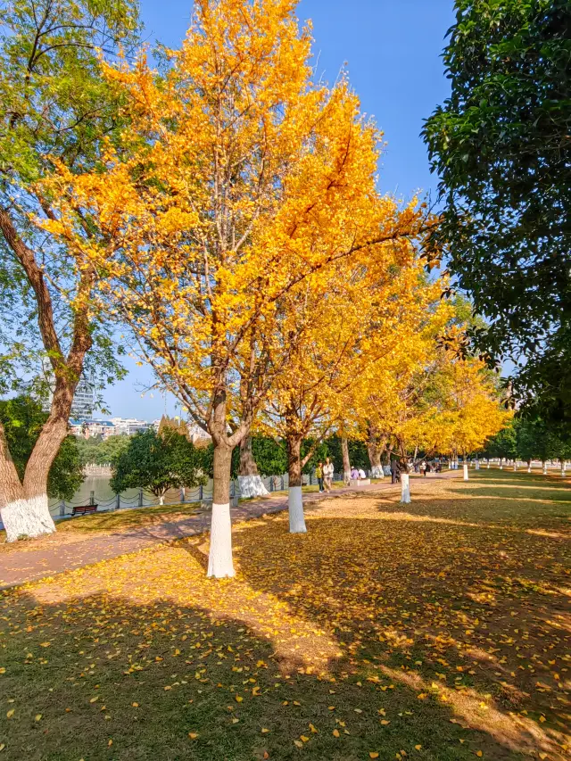 Ginkgo leaves turn yellow all over the ground, the ginkgo of Star City is golden and brilliant