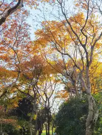 這難道就是