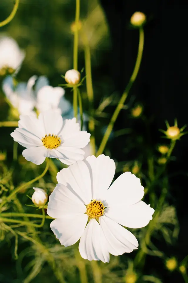 2023魔都秋天的莫奈花園，一邊露營一邊賞花
