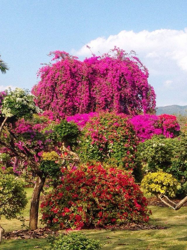 西雙版納熱帶植物園：探索奇妙的綠色世界