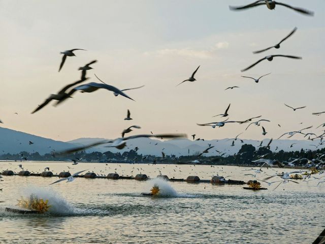 昆明海洪濕地公園太寶藏，還有海鷗，簡直就是人間境地