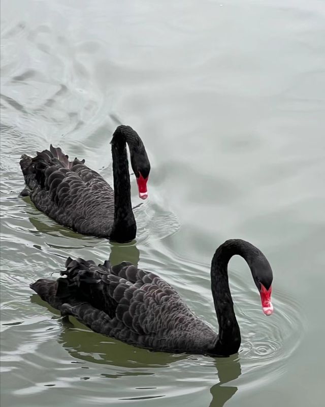 武漢動物園去了哇塞⊙ω⊙