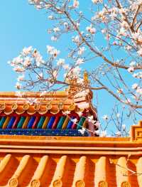北京賞花地推薦|地壇公園的玉蘭花好美!