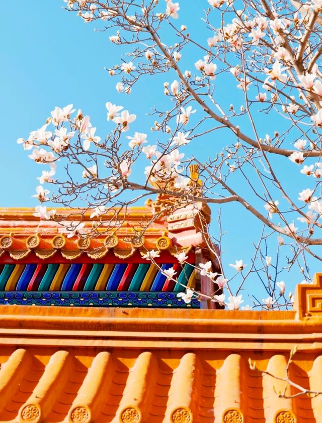 北京賞花地推薦|地壇公園的玉蘭花好美!
