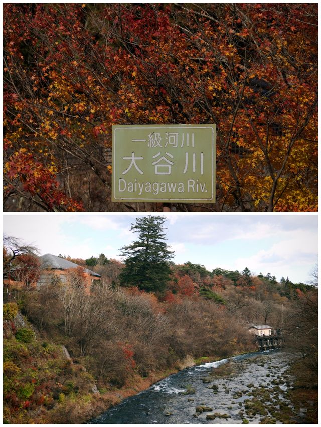 【紅葉季·紅葉狩】日光國立公園：一樹一樹的秋色如火如荼…