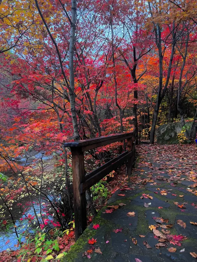 Benxi - the city of maple leaves, the ceiling of maple leaf viewing in China