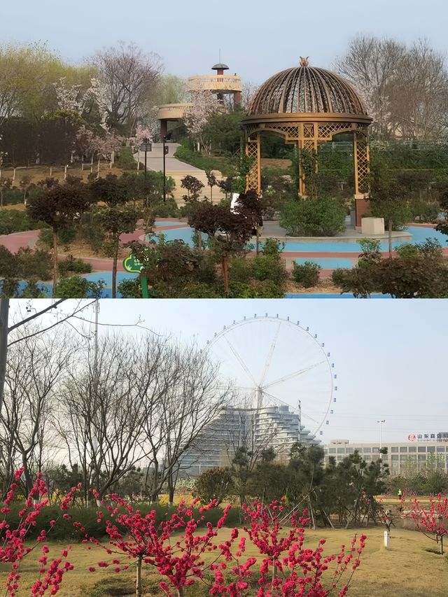 聊城鳳凰苑植物園 | 遍地鬱金香