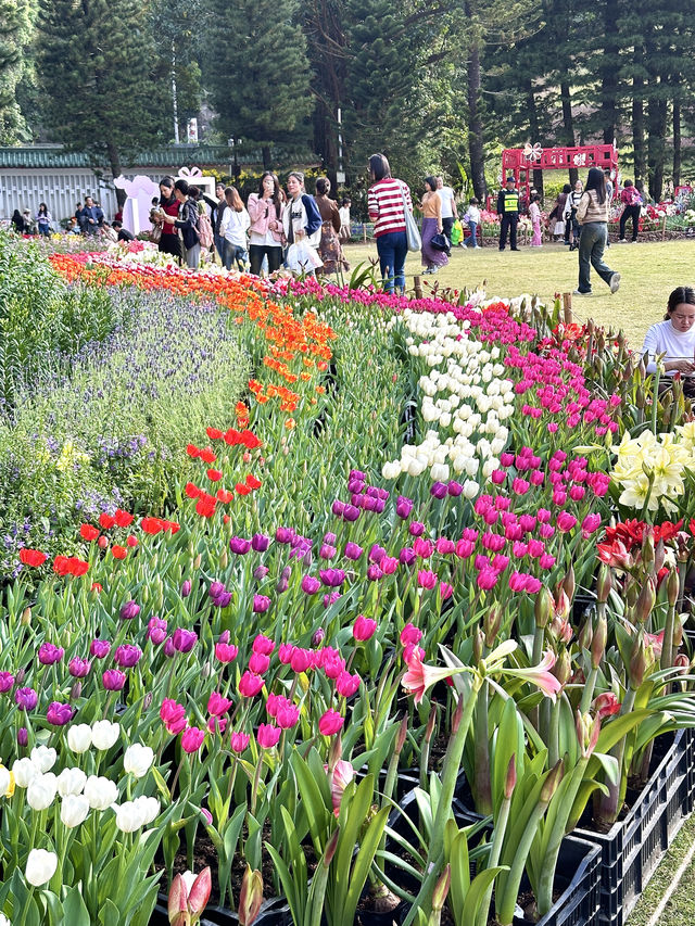 最美深圳，這幾個賞花好去處千萬別錯過