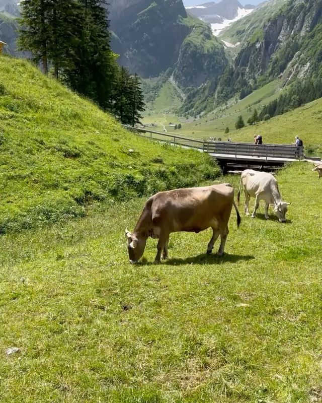 Lake Serenity and Culinary Delights: Switzerland's Unforgettable Gems! 🌊🍽️