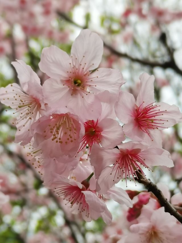 大屏山賞花季