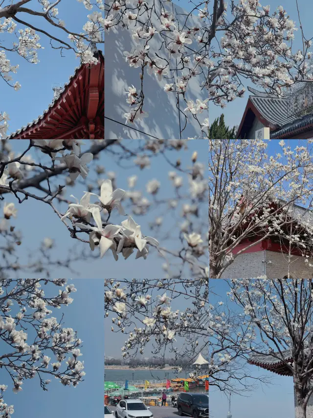 The Xuzhou Flower Viewing Map is already looking forward to this year's magnolia blossoms