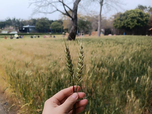 福州花海公園春天裡的風吹麥浪