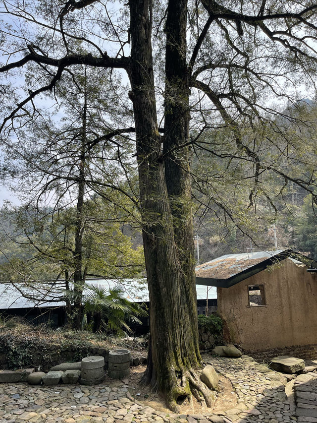 入住野馬嶺中國村～不捨野馬嶺民宿