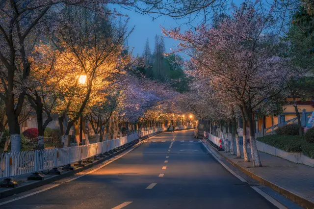 Encounter a night of cherry blossoms at Nanjing's Jiming Temple