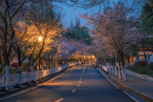 南京鸡鸣寺 邂逅一場夜櫻