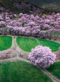 西藏林芝旅遊攻略