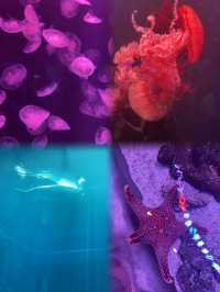 釜山SEA LIFE水族館遊玩攻略