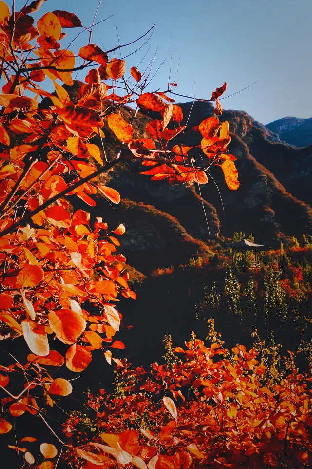 In the golden autumn, Beijing is filled with red mountains, with all the trees dyed in layers