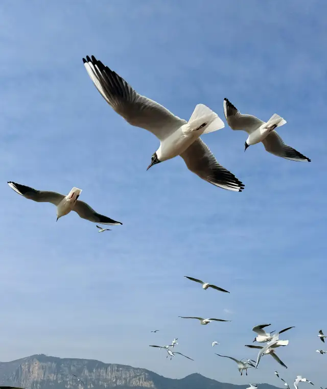 The complete guide to feeding seagulls at Dianchi Lake, just follow along and you'll be fine