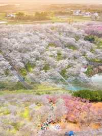 武漢超大面積櫻花海 | 就在江夏，無門票!!