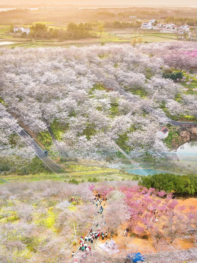 武漢超大面積櫻花海 | 就在江夏，無門票!!