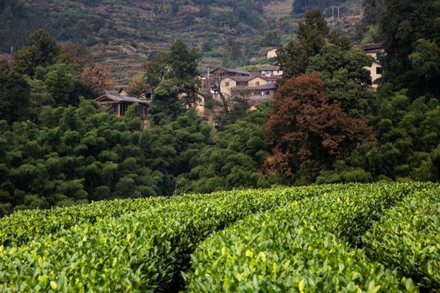 東北人的山居民宿和茶葉探險記