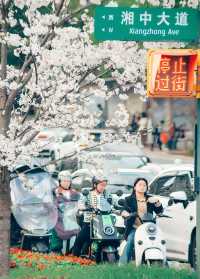 又到了賞花的季節啦｜婁底櫻花開咯